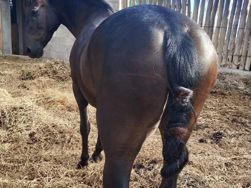 manda a tu hija al campo